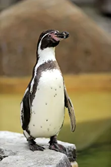 Humboldt Penguin or Peruvian Penguin -Spheniscus humboldti-, adult, Luisenpark, Mannheim Humboldt Penguin or Peruvian Penguin -Spheniscus humboldti-, adult, Luisenpark, Mannheim