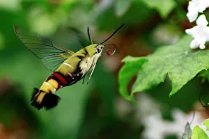 Nature wildlife/insects earth hummingbird hawk moth/hummingbird hawk moth flight Nature wildlife/insects earth hummingbird hawk moth/hummingbird hawk moth flight