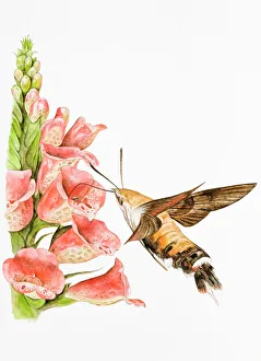 Hummingbird Hawk-moth (Macroglossum stellatarum), feeding on flower using long proboscis Hummingbird Hawk-moth (Macroglossum stellatarum), feeding on flower using long proboscis