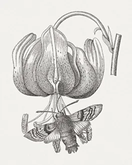 Nature wildlife/insects earth hummingbird hawk moth/hummingbird hawk moth published 1880 Nature wildlife/insects earth hummingbird hawk moth/hummingbird hawk moth published 1880