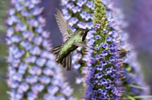 Hummingbird and Pride of Madeira Wildflower Hummingbird and Pride of Madeira Wildflower