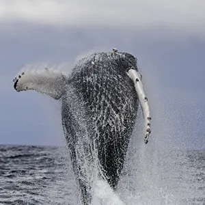 Humpback whale breaching during the annual migration of these whales north to the warmer Humpback whale breaching during the annual migration of these whales north to the warmer