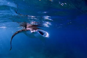hungry manta hungry manta