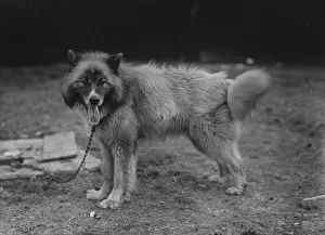 Husky Dog Chosen For Sir Ernest Shackletons Trans-Antarctic Expedition Husky Dog Chosen For Sir Ernest Shackletons Trans-Antarctic Expedition