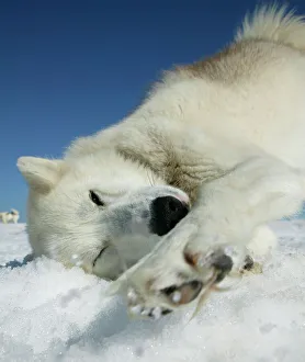 Husky sled dog resting on glacier Husky sled dog resting on glacier