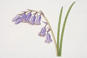 Hyacinthoides non-scripta, Bluebell, side view Hyacinthoides non-scripta, Bluebell, side view