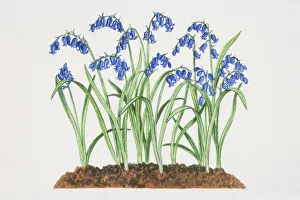 Hyacinthoides non-scripta, Bluebells growing in soil Hyacinthoides non-scripta, Bluebells growing in soil
