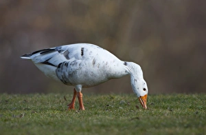 Hybrid between Greylag or Graylag goose -Anser anser- and Domestic goose, Stuttgart Hybrid between Greylag or Graylag goose -Anser anser- and Domestic goose, Stuttgart