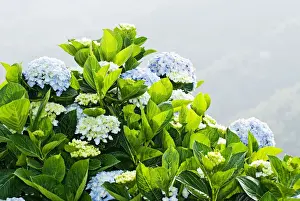 Hydrangeaceae Family Prints: Hydrangea (Hydrangea macrophylla) in front of mountains
