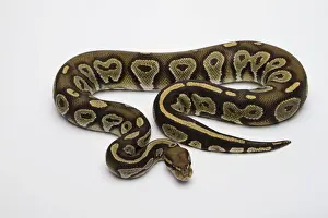 Prints of Hypo Black Head Hat Albino Ball Python or Royal Python -Python regius-, male Ball Python Prints: Hypo Black Head Albino Ball Python Print