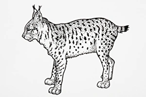 Iberian or Spanish Lynx (Felis pardina), standing Iberian or Spanish Lynx (Felis pardina), standing