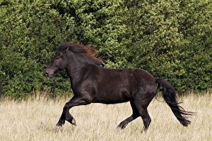 Icelandic horse -Equus przewalskii f caballus-, black gelding galloping Icelandic horse -Equus przewalskii f caballus-, black gelding galloping