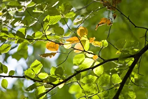 Illuminated Beech (Fagus) leaves on a branch, Wohldorf Forest, Hamburg, Germany, Europe Illuminated Beech (Fagus) leaves on a branch, Wohldorf Forest, Hamburg, Germany, Europe