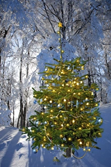 Illuminated Christmas tree in winter forest Illuminated Christmas tree in winter forest