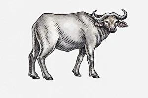Illustration of an African buffalo, facing forward Illustration of an African buffalo, facing forward