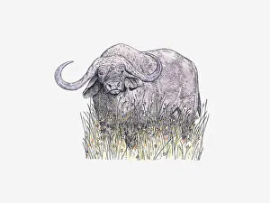 Illustration of African Buffalo (Syncerus caffer) standing on grass Illustration of African Buffalo (Syncerus caffer) standing on grass