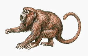 Illustration of aggressive male Red Howler Monkey (Alouatta Seniculus) Illustration of aggressive male Red Howler Monkey (Alouatta Seniculus)