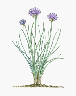 Illustration of Allium schoenoprasum (Chives), herbaceous perennial with pale purple Illustration of Allium schoenoprasum (Chives), herbaceous perennial with pale purple