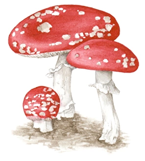 Illustration of Amanita muscaria (Fly agaric) a poisonous Illustration of Amanita muscaria (Fly agaric) a poisonous