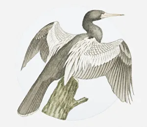 Illustration of American darter (Anhinga anhinga) on tree stump with wings spread Illustration of American darter (Anhinga anhinga) on tree stump with wings spread