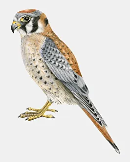 Illustration of an American kestrel (Falco sparverius), side view Illustration of an American kestrel (Falco sparverius), side view