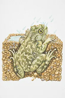 Illustration, American Spadefoot Toad (Scaphiopus sp.) peeking out from burrow in Illustration, American Spadefoot Toad (Scaphiopus sp.) peeking out from burrow in