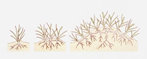 Illustration of Ammophila areanaria (Marram grass) growing in coastal sands Illustration of Ammophila areanaria (Marram grass) growing in coastal sands