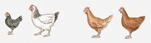Illustration of Ancona Bantam, Light Sussex, Isa Brown, and Rhode Island Red chickens Illustration of Ancona Bantam, Light Sussex, Isa Brown, and Rhode Island Red chickens