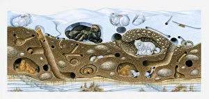 Illustration of animals in winter arctic burrow Illustration of animals in winter arctic burrow