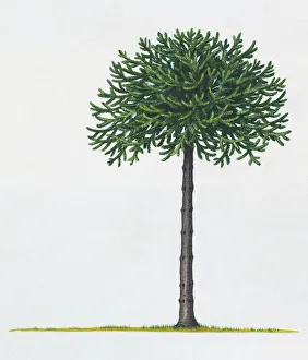 Illustration of Araucaria araucana (Monkey Puzzle) tree Illustration of Araucaria araucana (Monkey Puzzle) tree