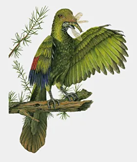 Illustration of Archaeopteryx perched on branch with dragonfly in beak Illustration of Archaeopteryx perched on branch with dragonfly in beak