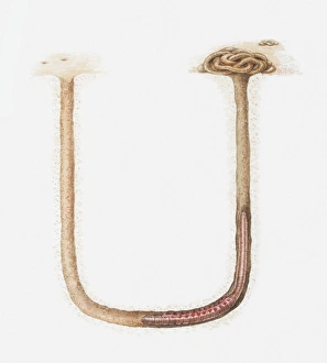 Illustration of Arenicola marina (Lugworm or Sandworm) in tunnel underneath a beach Illustration of Arenicola marina (Lugworm or Sandworm) in tunnel underneath a beach