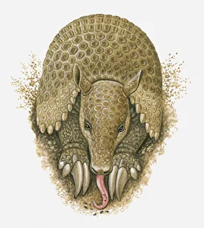 Illustration of Armadillo using tongue to lick up ants in burrow Illustration of Armadillo using tongue to lick up ants in burrow