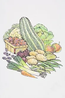 Illustration, assorted fresh fruit and vegetables, Cauliflower and Cabbage heads, Marrow Illustration, assorted fresh fruit and vegetables, Cauliflower and Cabbage heads, Marrow