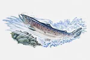 Illustration of Atlantic Salmon (Salmo salar), male fish swimming in ocean Illustration of Atlantic Salmon (Salmo salar), male fish swimming in ocean