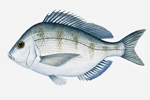 Illustration of Atlantic Scup (Stenotomus chrysops) fish Illustration of Atlantic Scup (Stenotomus chrysops) fish