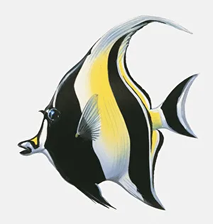 Illustration of Atlantic spadefish (Chaetodipterus faber) Illustration of Atlantic spadefish (Chaetodipterus faber)