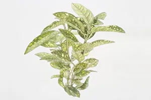 Illustration, Aucuba japonica Variegata, Spotted Laurel or Japanese Laurel Illustration, Aucuba japonica Variegata, Spotted Laurel or Japanese Laurel