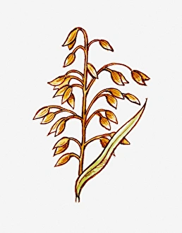 Illustration of Avena sativa (Oat) stem with seeds Illustration of Avena sativa (Oat) stem with seeds