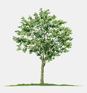 Illustration of Averrhoa carambola (Star Fruit), a small tropical evergreen tree Illustration of Averrhoa carambola (Star Fruit), a small tropical evergreen tree