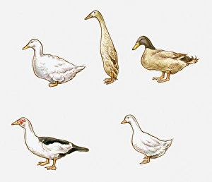 Illustration of Aylesbury, Indian Runner, Khaki Campbell, Pekin, and Muscovy ducks Illustration of Aylesbury, Indian Runner, Khaki Campbell, Pekin, and Muscovy ducks