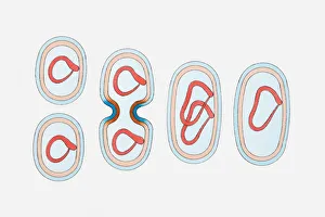 Illustration of bacterium cell reproducing Illustration of bacterium cell reproducing