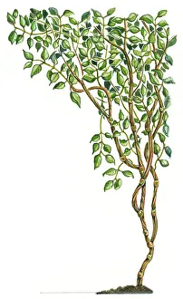 Illustration of Banisteriopsis caapi, a South American tropical rainforest vine used for Illustration of Banisteriopsis caapi, a South American tropical rainforest vine used for