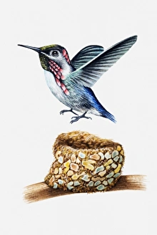 Illustration of Bee hummingbird (Mellisuga helenae) above nest Illustration of Bee hummingbird (Mellisuga helenae) above nest