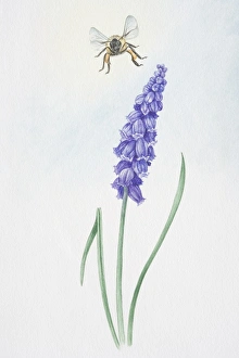 Illustration, bell-shaped purple flowers of Muscari sp., Grape Hyacinth, on single stem Illustration, bell-shaped purple flowers of Muscari sp., Grape Hyacinth, on single stem