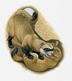 Illustration of Black-footed Ferret killing Prairie Dog in its burrow Illustration of Black-footed Ferret killing Prairie Dog in its burrow