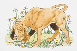 Illustration of Bloodhound with guilty facial expression standing on flowers Illustration of Bloodhound with guilty facial expression standing on flowers
