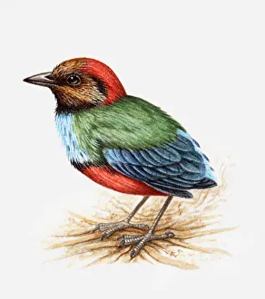 Illustration of a Blue-breasted pitta, also known as Red-bellied pitta Illustration of a Blue-breasted pitta, also known as Red-bellied pitta