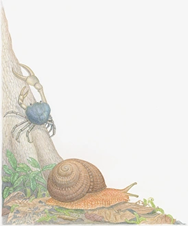 Illustration of Blue Land Crab (Discoplax hirtipes) crawling up tree trunk Illustration of Blue Land Crab (Discoplax hirtipes) crawling up tree trunk