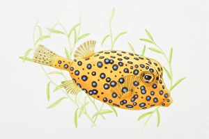 Illustration of Blue-spotted Boxfish (Ostracion cubicus) Illustration of Blue-spotted Boxfish (Ostracion cubicus)